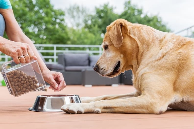 Dog food that has large outlet kibble